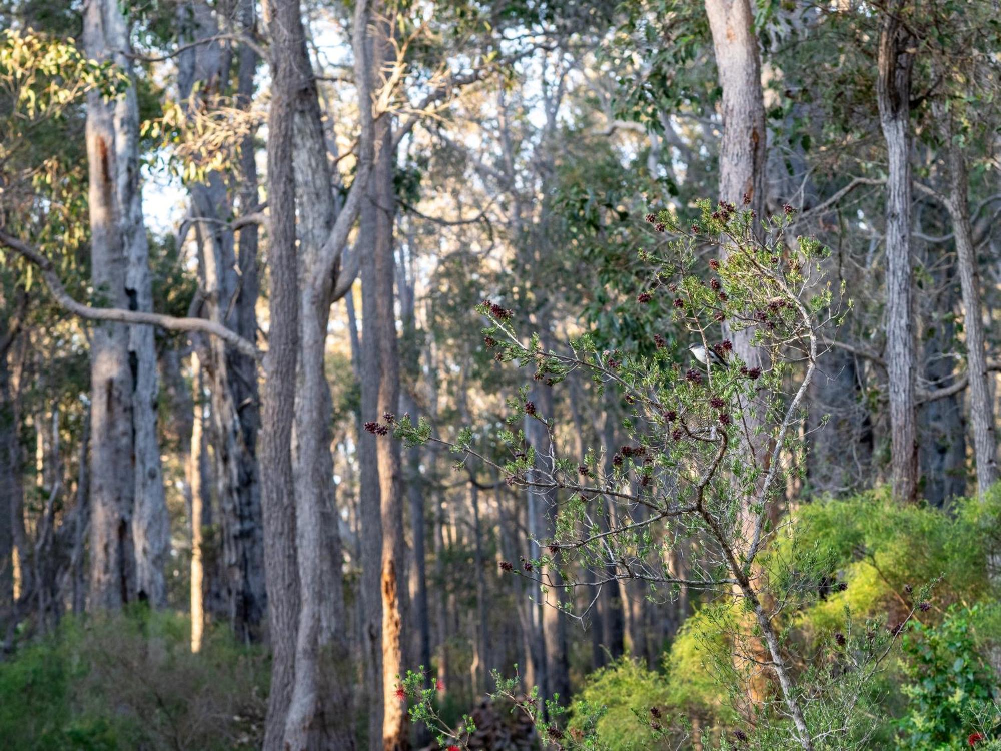 Jarrah Grove Forest Retreat - Adults Only Luxury Chalet Rosa Glen Exteriör bild
