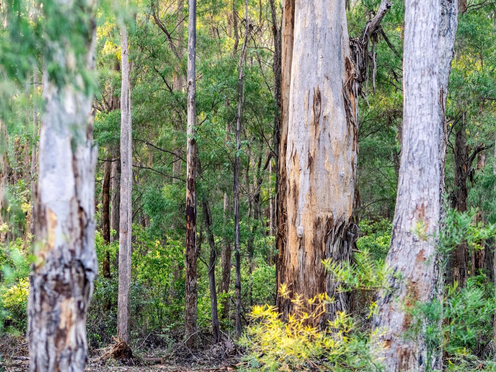 Jarrah Grove Forest Retreat - Adults Only Luxury Chalet Rosa Glen Exteriör bild
